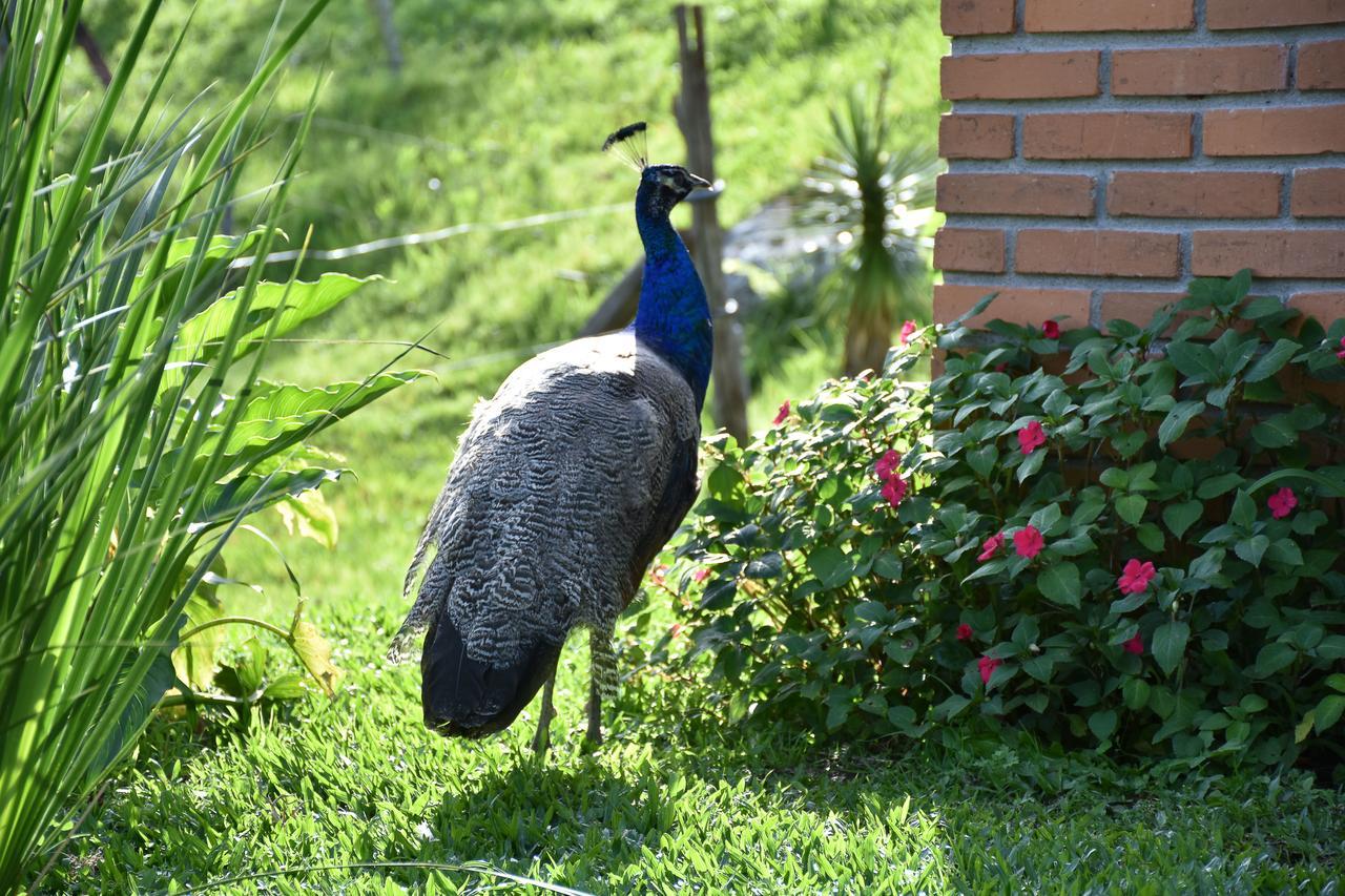 Pousada Da Cachoeira Pelotas Zewnętrze zdjęcie